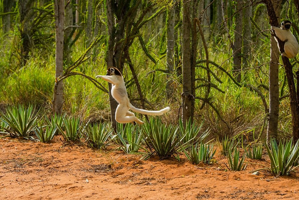 Madagascar-Berenty-Berenty Reserve Verreauxs sifaka leaping down to the road art print by Inger Hogstrom for $57.95 CAD